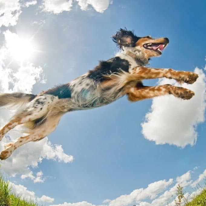 Dog jumping